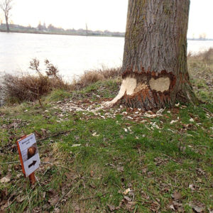 Bever Aan Het Werk