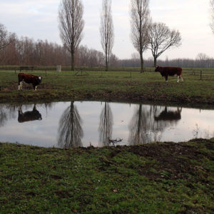 Koeien In De Moringerwaarden