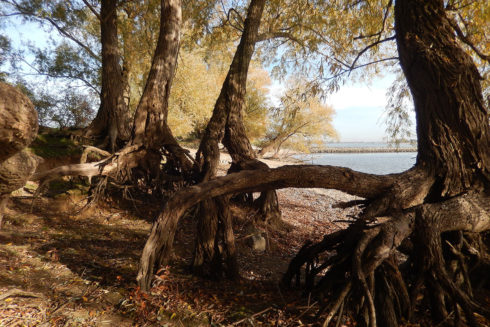 Een Wereldreis Door Een Stukje Typisch Nederlands Landschap