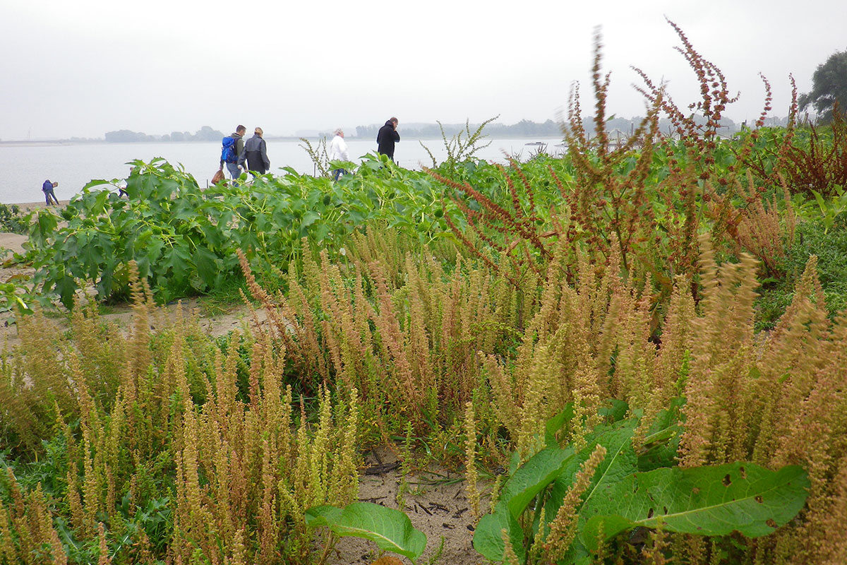 Rivier Actief: Plantentocht Met ‘bushcrafter’