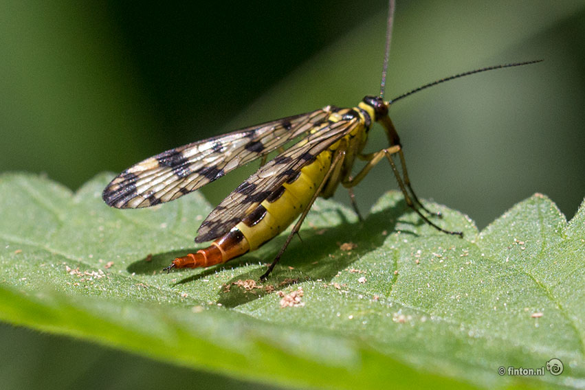 Presentatie Onderzoek ‘Insecten Op De Beuningse Dijk’