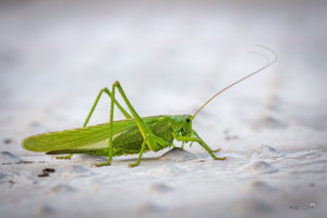 Grote Groene Sabelsprinkhaan
