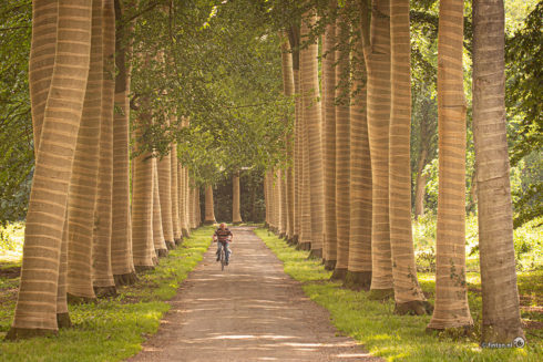 Steunkousen Om De Bomen