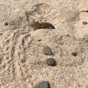 Rivierrombout3
