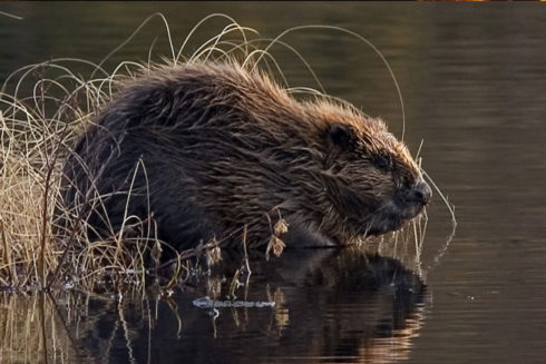De Onstuitbare Opmars Van De Bever