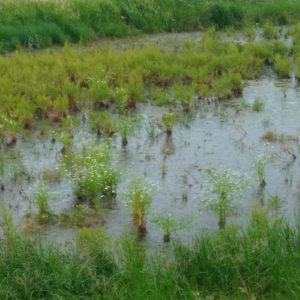 Watereppe