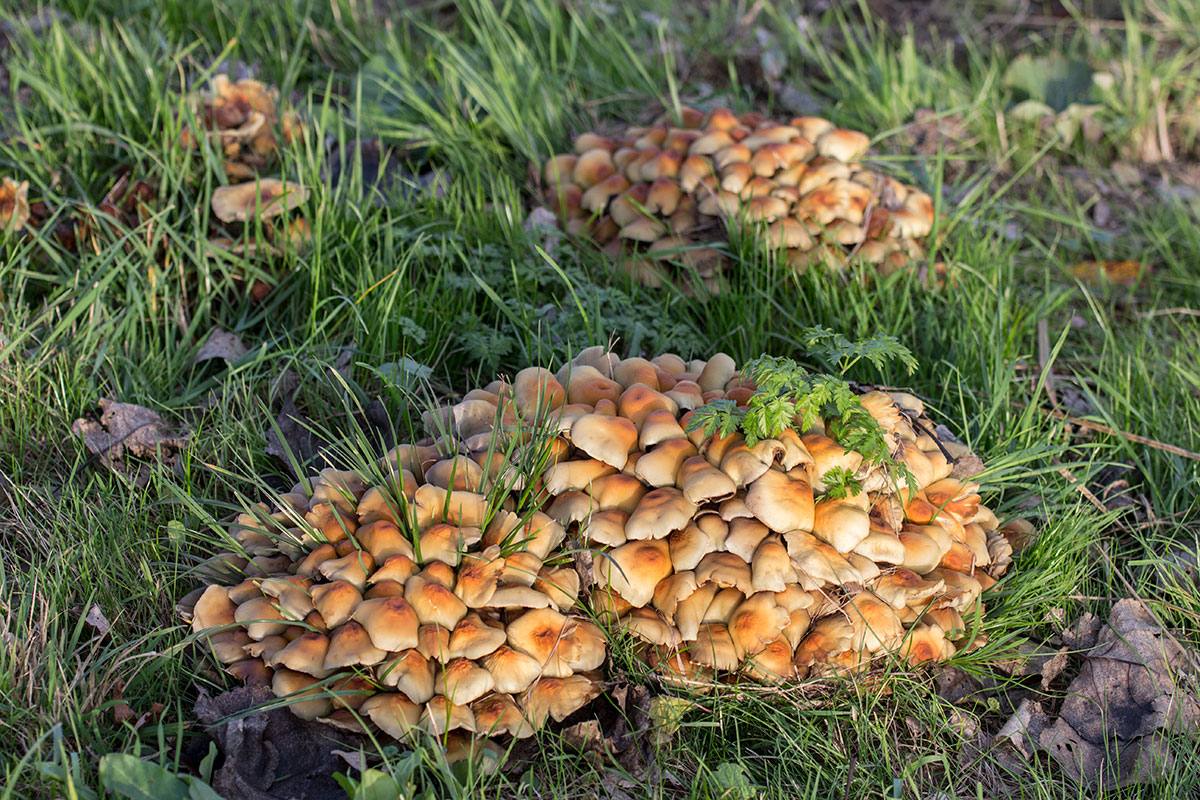 Herfstavonturen In Het Kasteelbos Van Nederhemert-Zuid