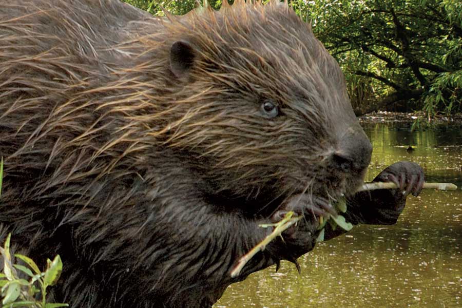 De Grote Vijf-excursie Millingerwaard: De Bever