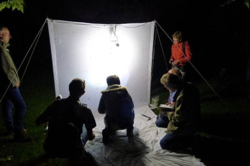 Nachtvlindernacht In De Kloosterwiel