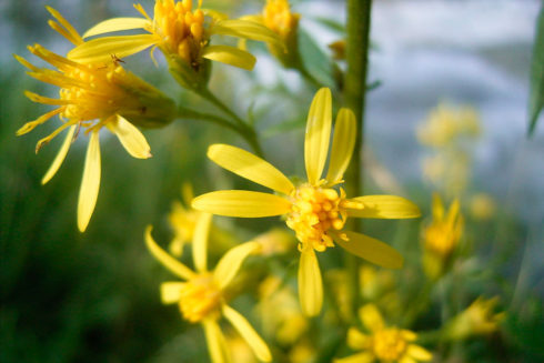 Botanische Hotspots In Het Rivierenland