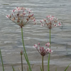 Zwanenbloem