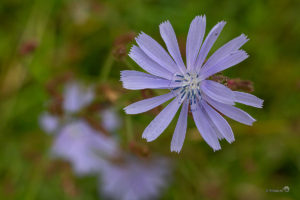 Wilde Cichorei (Cichorium intybus)