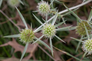 Kruisdistel (Eryngium)
