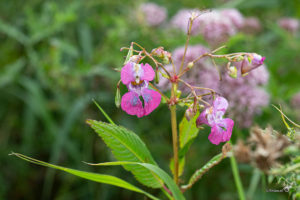 Reuzenbalsemien (Impatiens glandulifera)