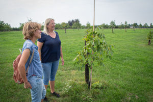 Meer dan 30 verschillende notenrassen zijn aangeplant