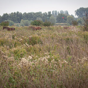 IMG 8013