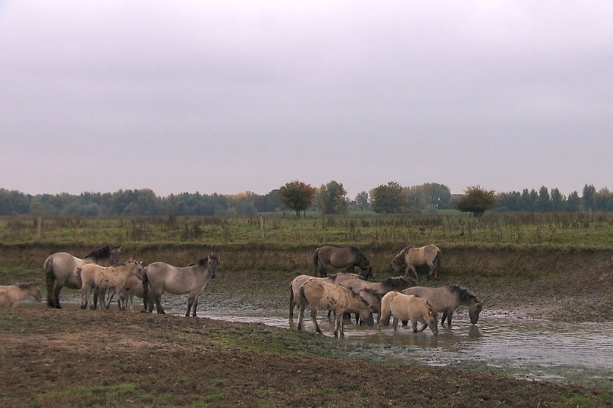 Grote Grazers In Het Munnikenland