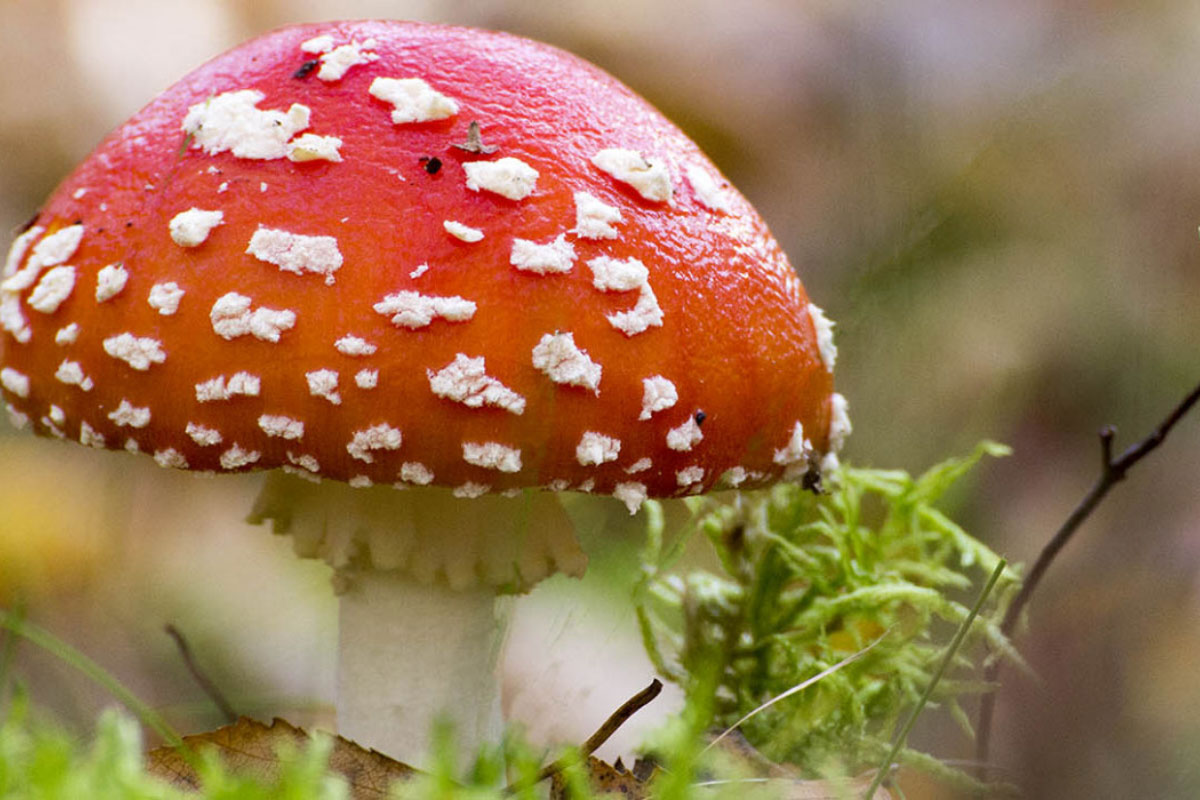HerfstKunst: Op Pad Met De Jeugd Struin Groep