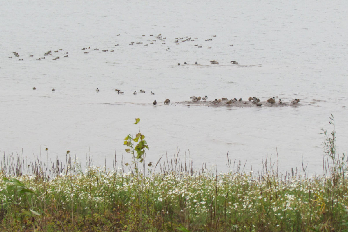 Vogelwandeling Kil Van Hurwenen