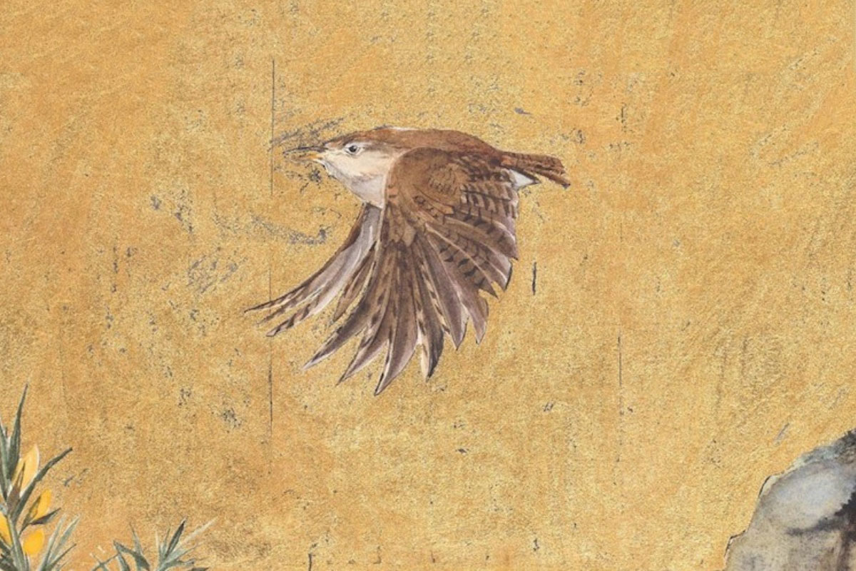 Het Uitsterven Van Vogels Door Menselijk Handelen