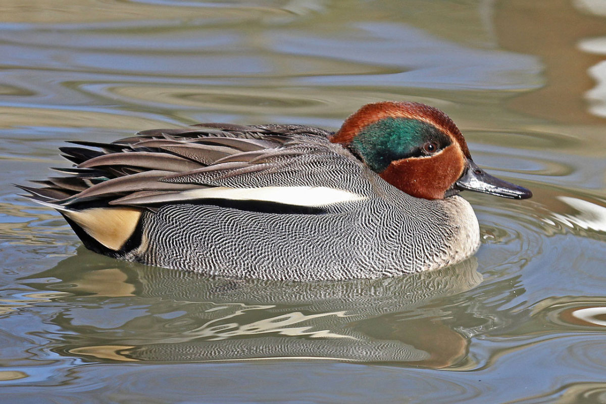 Wintervogels In De Gendtse Polder