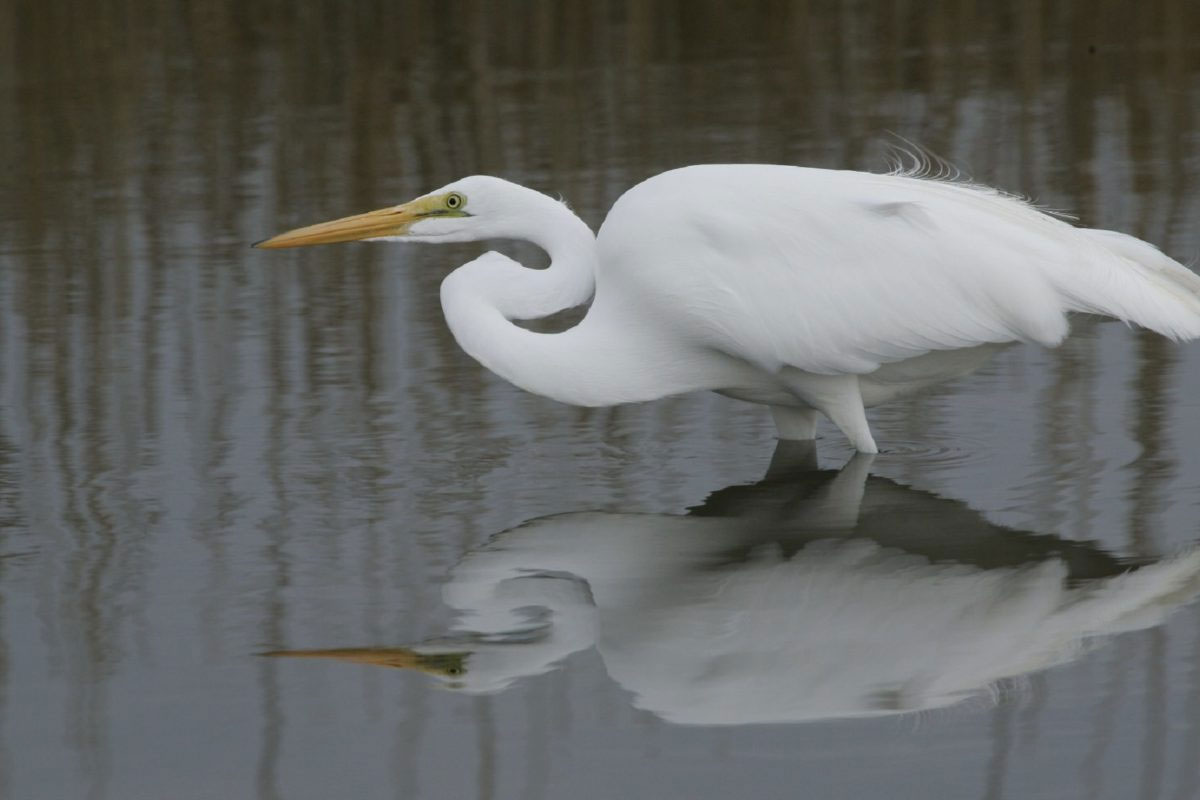Vogelexcursie Biesbosch