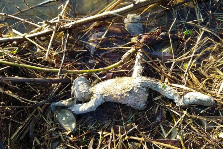 Wie Is Zijn Knuffelkonijn Kwijt?