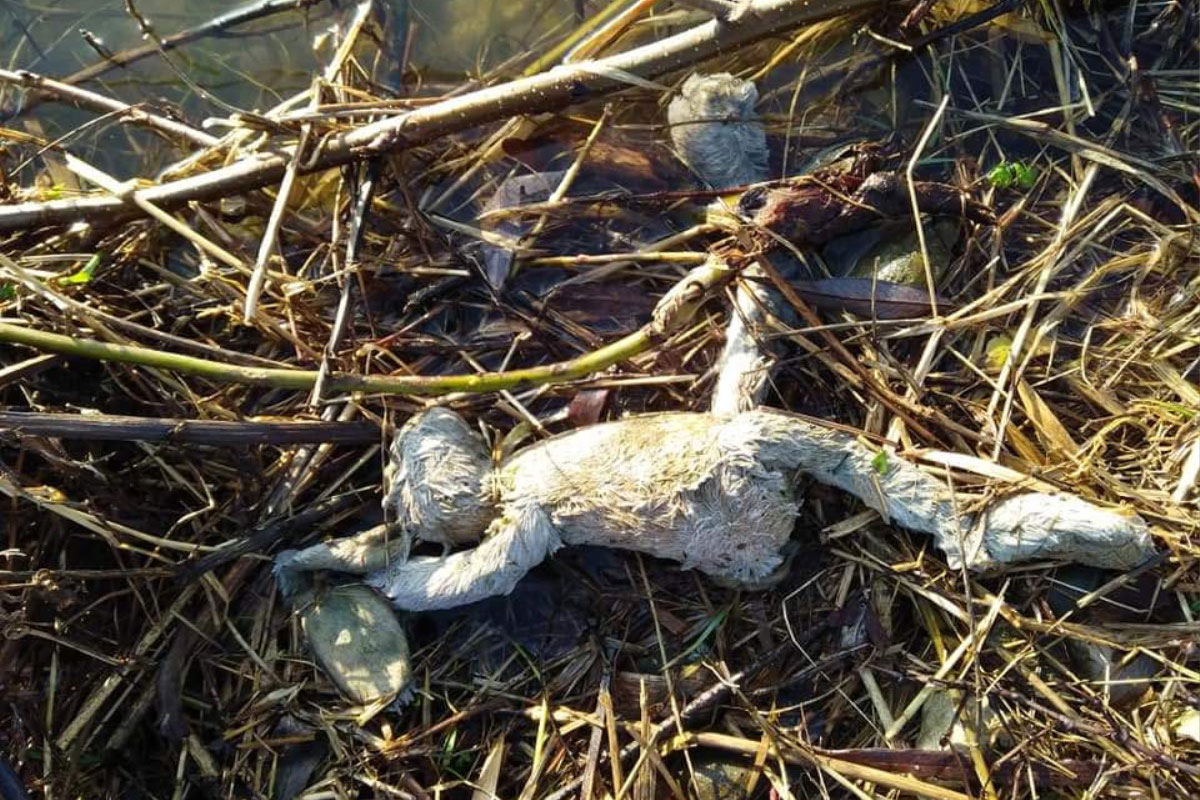 Wie is zijn knuffelkonijn kwijt?