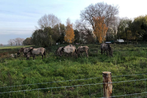 Koniks Arriveren In De Heesseltsche Uiterwaarden