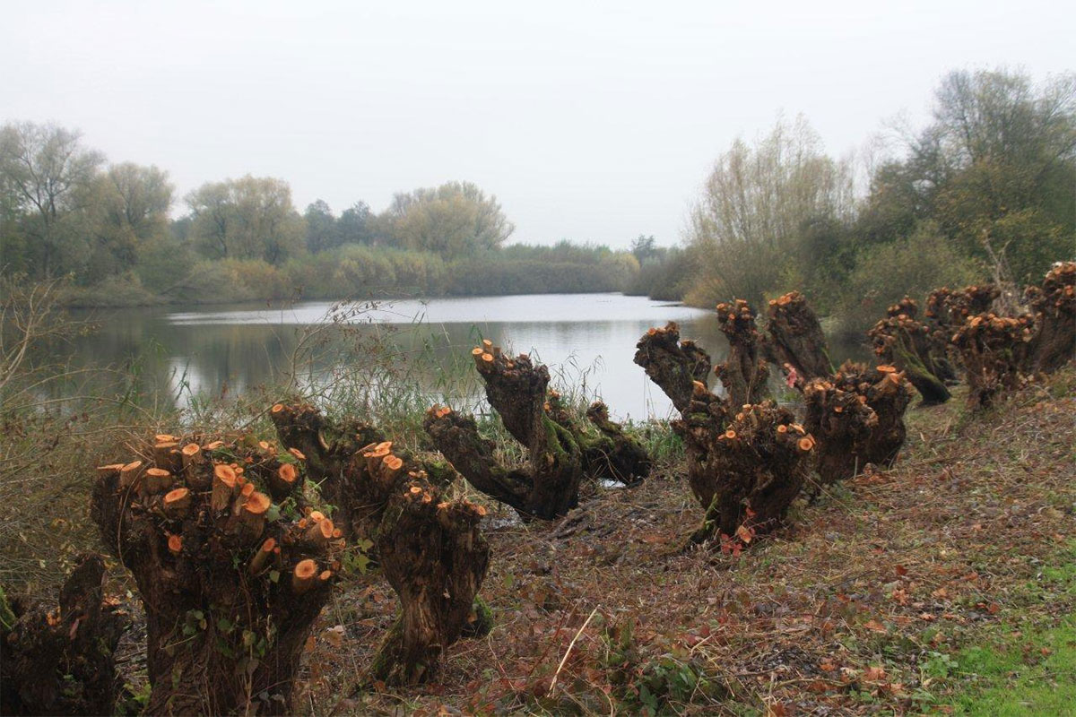 Excursie In De Kloosterwiel Zaltbommel