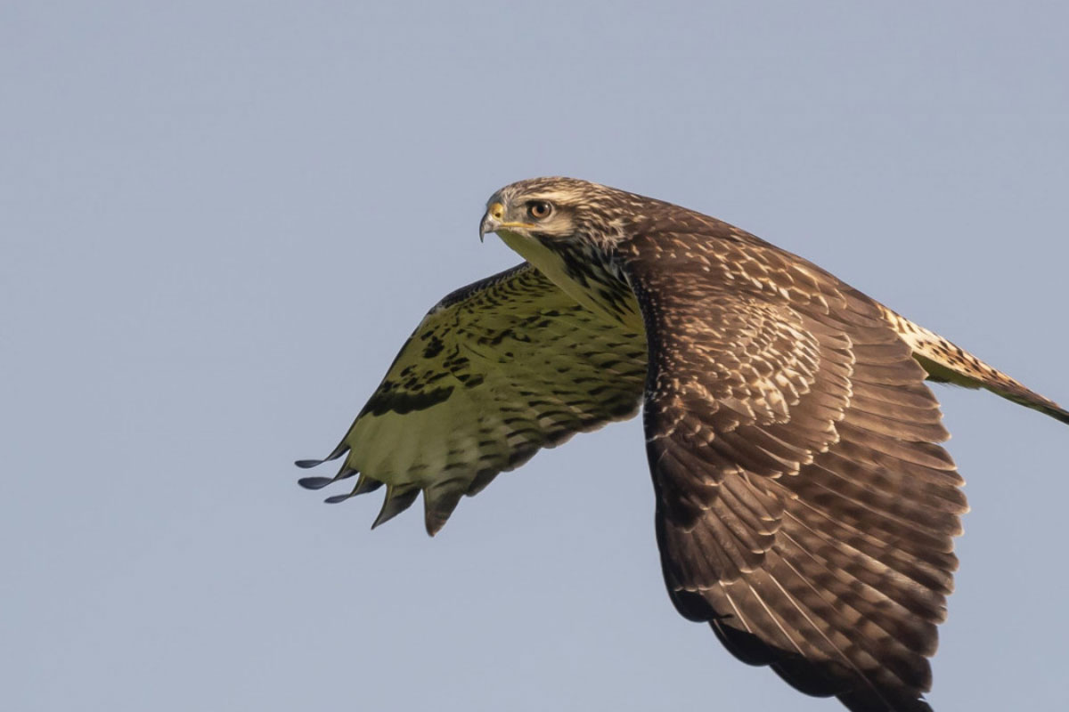 Vogels Spotten Per Fiets En Te Voet In De Bemmelse Waard