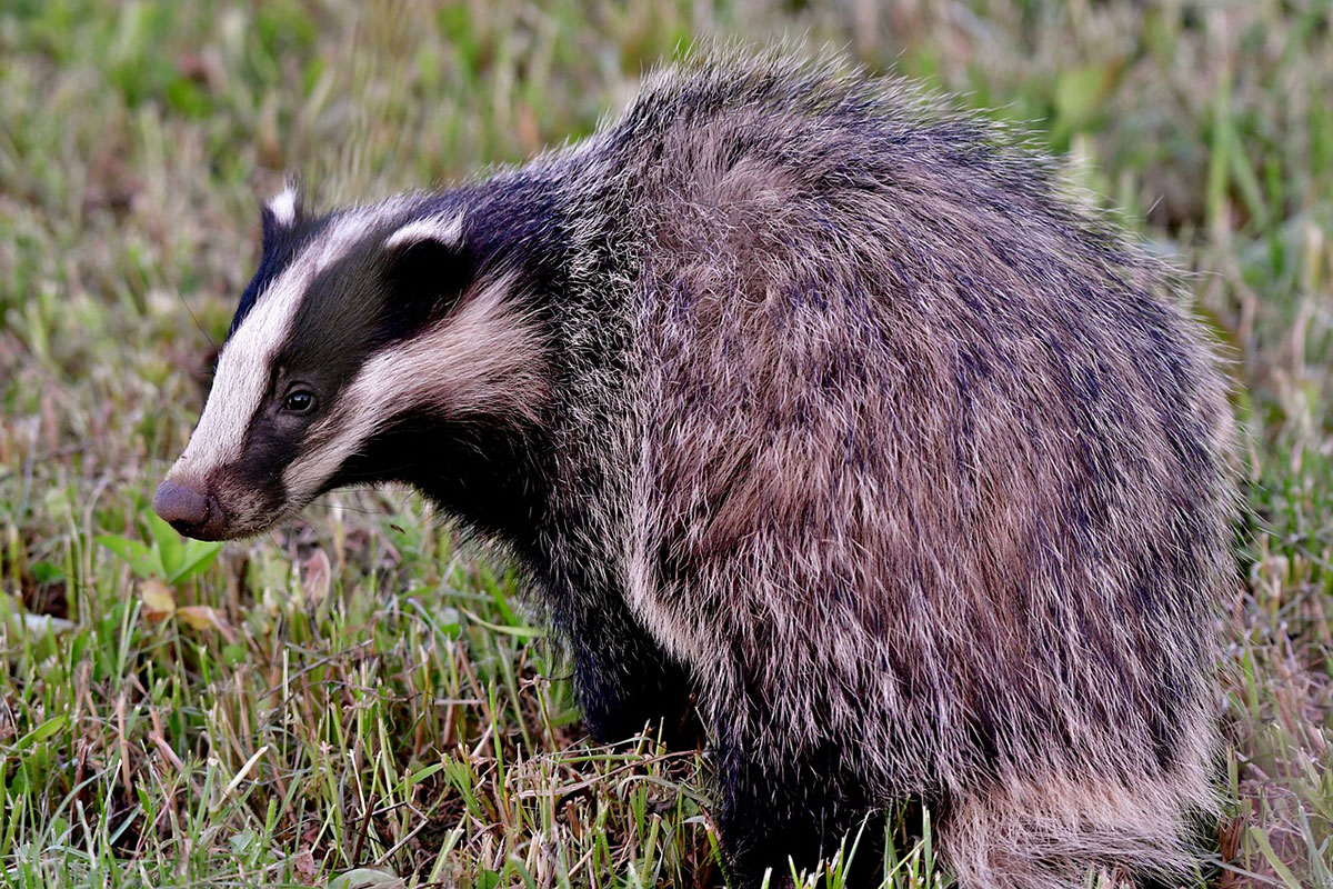 Struintocht: Vos En Das In De Gendtse Polder