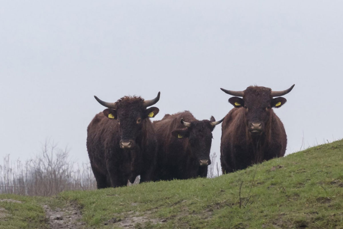 Struinen In De Wildernis Van De Klompenwaard