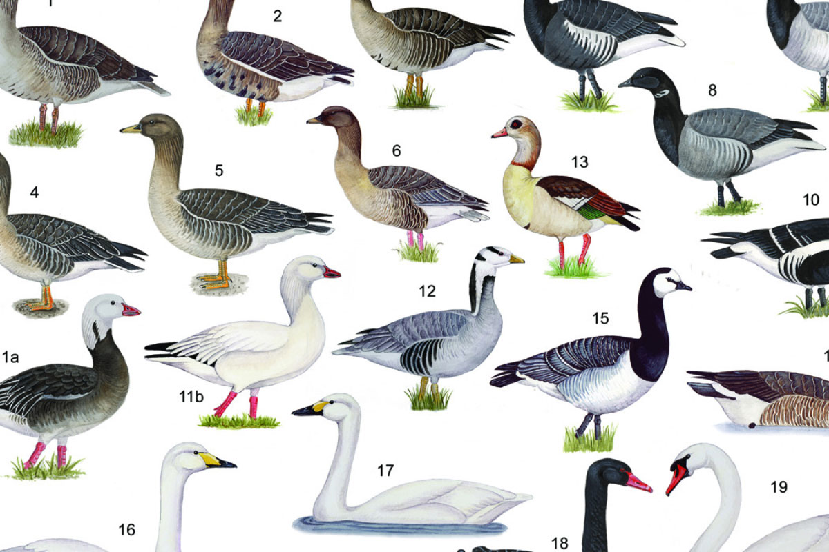 Natuurexcursie: Wintervogels In De Polder