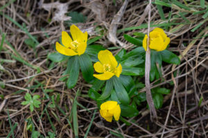Winterakoniet (Eranthis hyemalis)