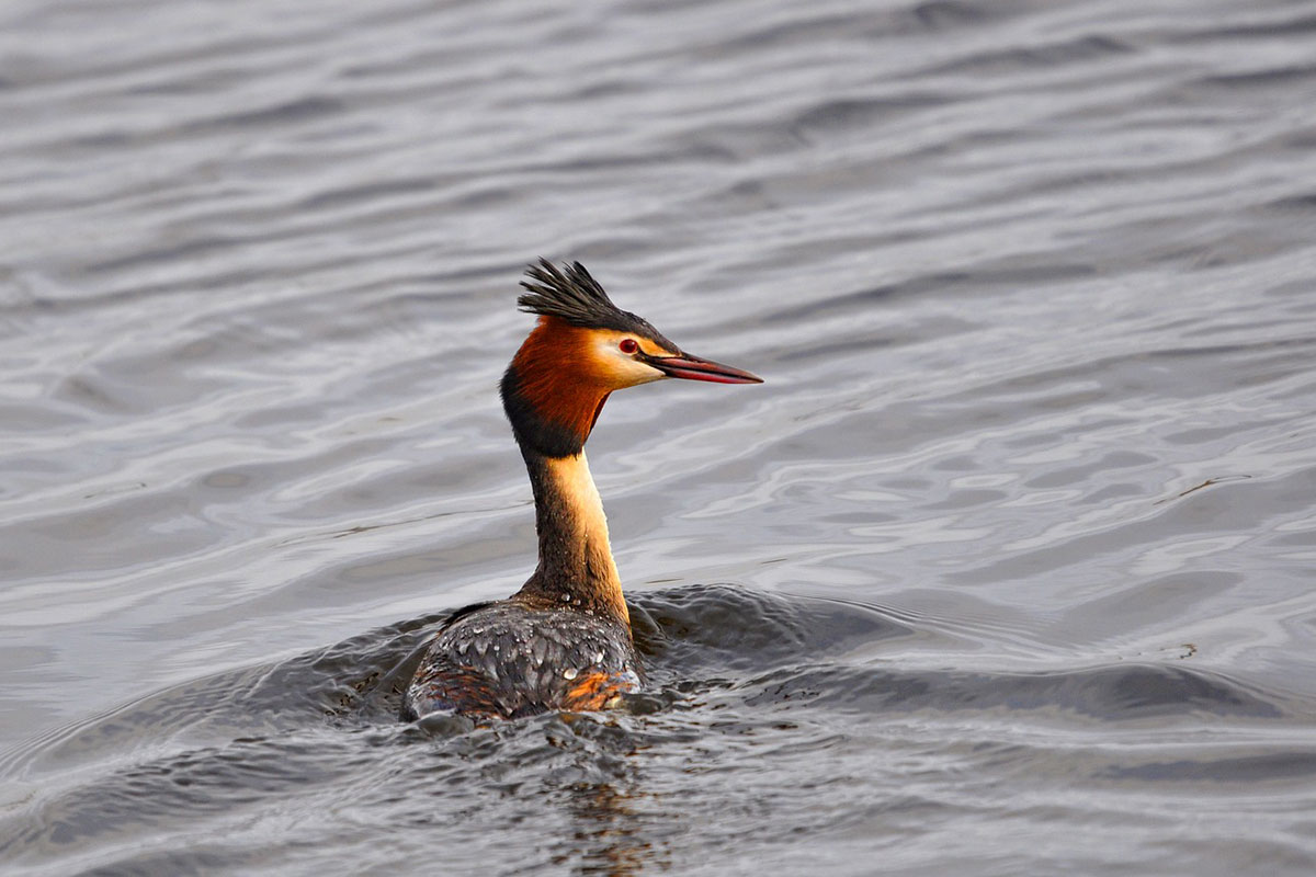 Excursie: Winterstruintocht In De Huissense Polder