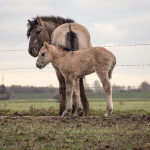 Konik (Equus Ferus Caballus)