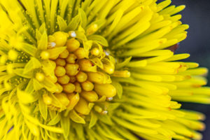 Klein hoefblad (Tussilago farfara)