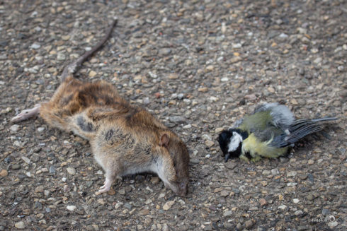 Het Mysterie Van De Bruine Rat En De Koolmees
