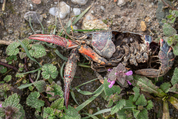 Amerikaanse rivierkreeft