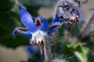 Bernagie (borago officinalis)