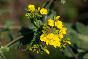 Raapzaad (Brassica rapa)