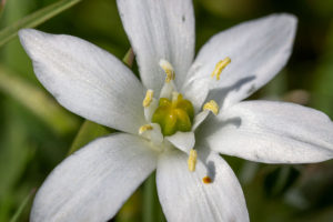 Vogelmelk (Ornithogalum umbellatum)