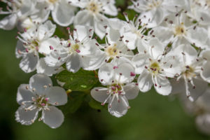 Meidoorn (Crataegus)