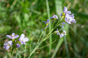 Pinksterbloem (Cardamine pratensis)