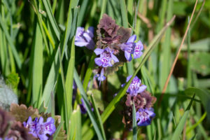 Hondsdraf (Glechoma hederacea)