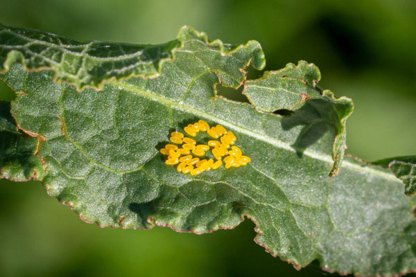 Eitjes elzenhaantje kever