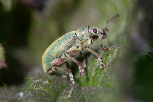 Groene bladsnuitkever (Phyllobius pomaceus)