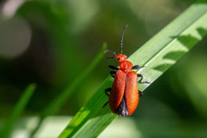 Roodkopvuurkever (Pyrochroa serraticornis)