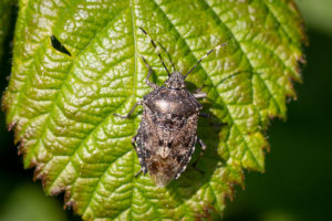 Grauwe schildwants (Rhaphigaster nebulosa)